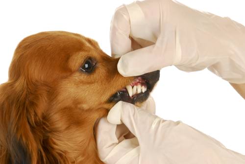 Odontology 1