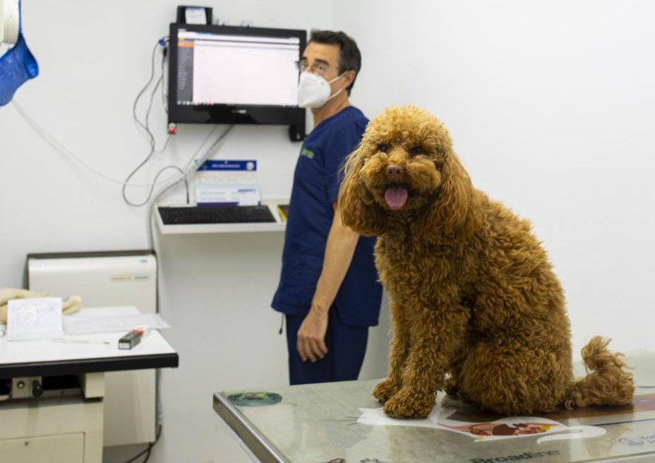 Consulta de gossos