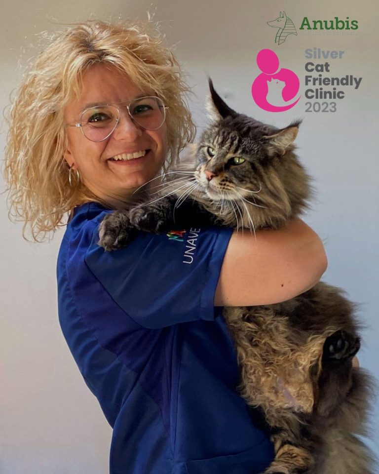 medicina felina expertos en barcelona