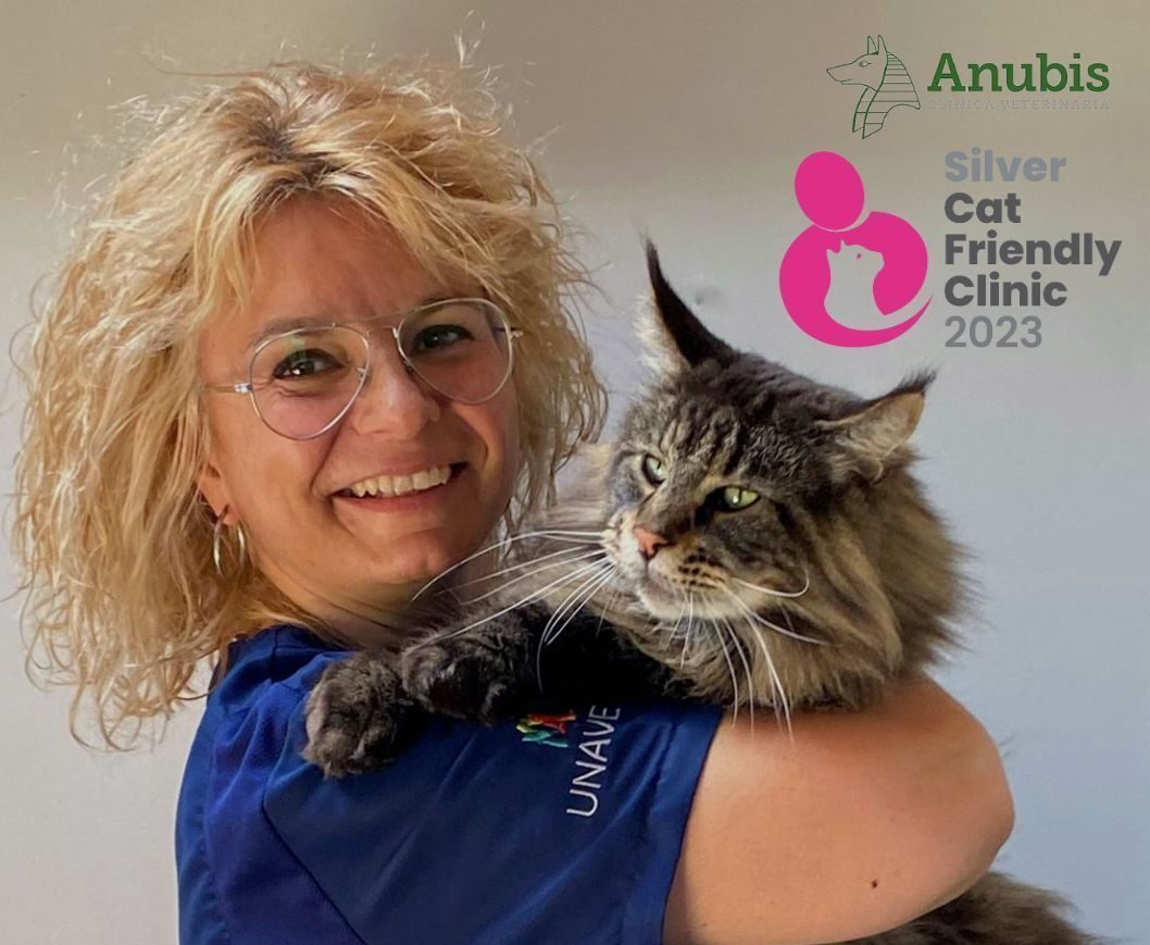 medicina felina expertos en barcelona