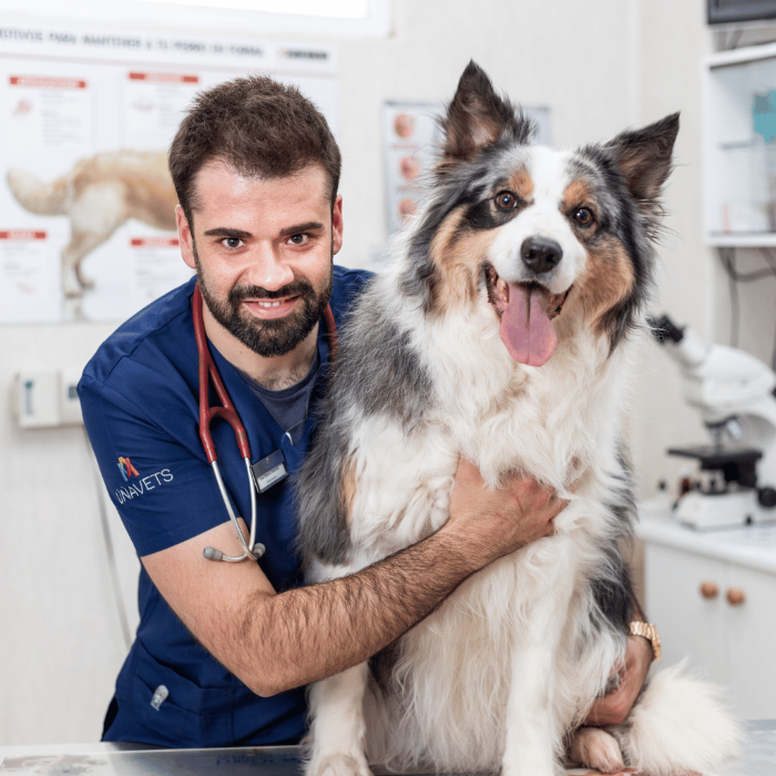 veterinario bierzoo