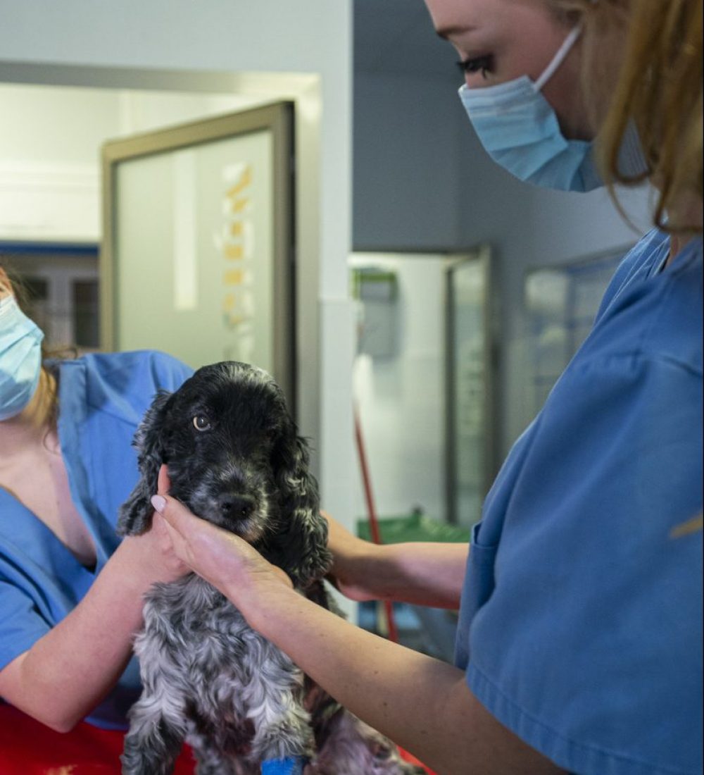Consulta de perros Consulta de perros