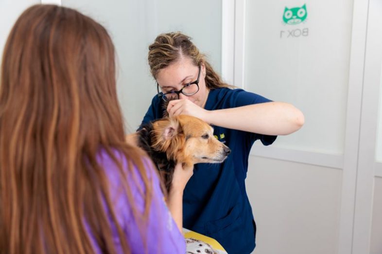 veterinario para parasitos perro en barcelona