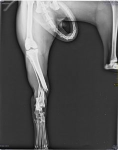 Fractura conminuta gato 0