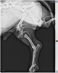Fractura proximal 0