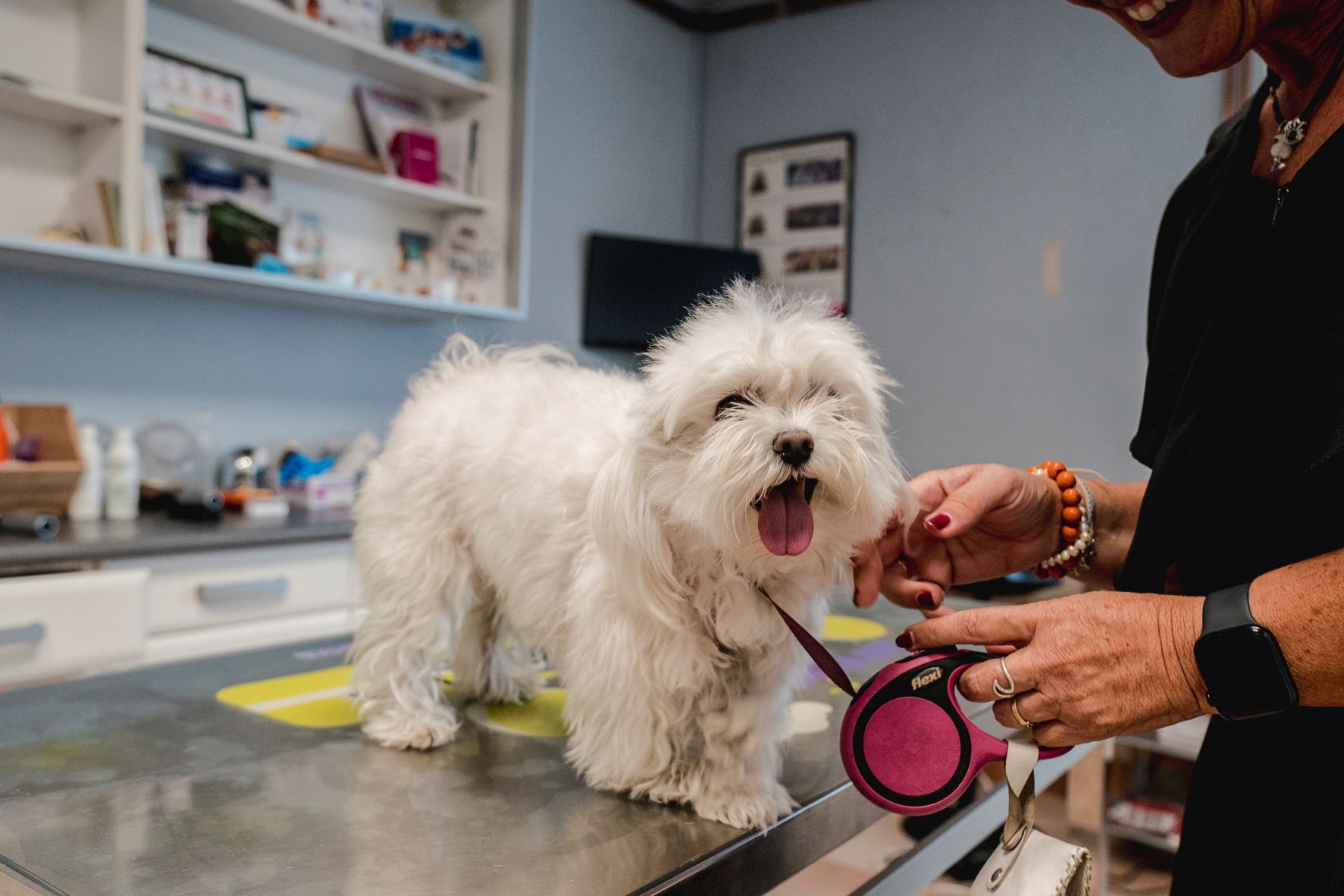 clinica veterinaria castaños en portugalete