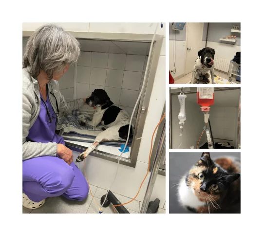 quimioterapia en perros y gatos veterinarios en portugalete