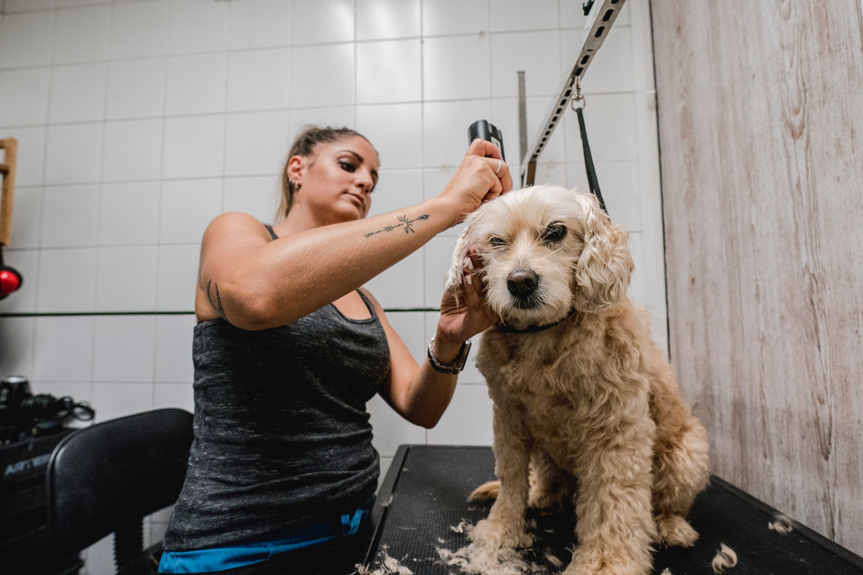 peluqueria canina clinica veterinaria castaños en portugalete