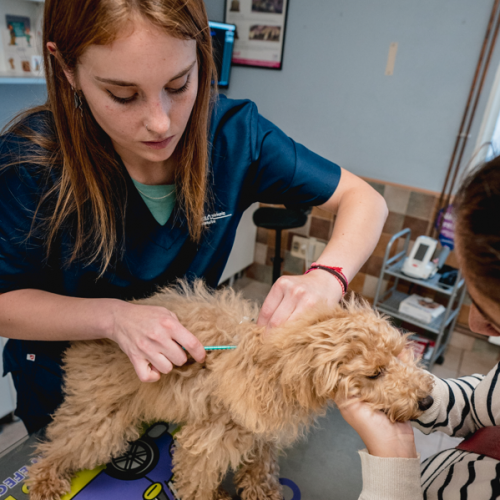 vacunas rabia en perros veterinario portugalete clinica castaños