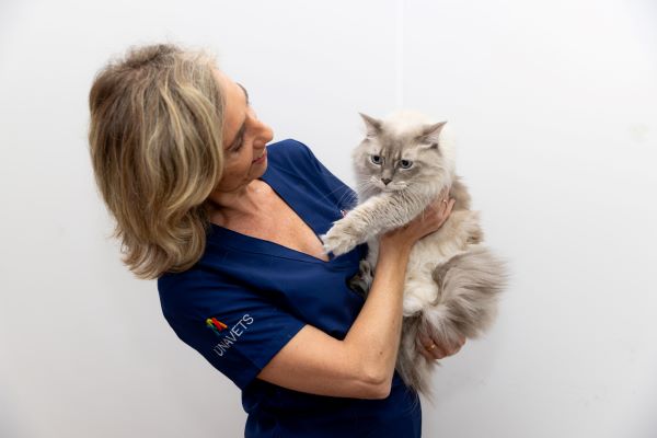 clinica felina zaragoza calle coso