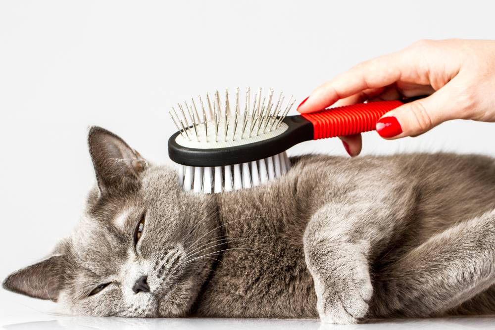 Grooming 1
