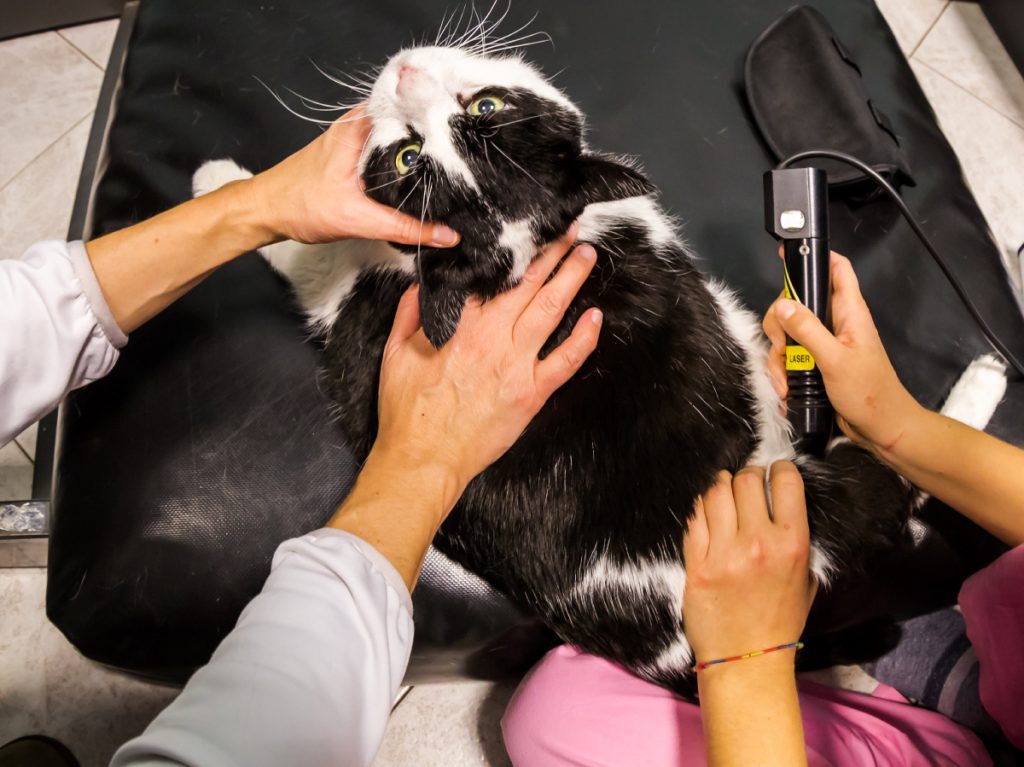 Laser Therapy 0