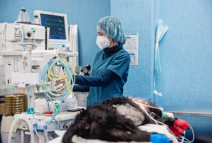 Cirugía Veterinaria en San Sebastián de los Reyes Madrid 1