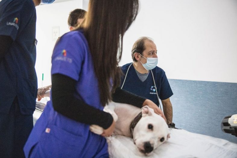 Diagnosfera Referral Veterinary Centre 0