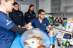 clinica-veterinaria-nuevo-ensanche.png