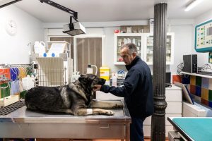 ensanche-fotos-veterinarios2.jpg