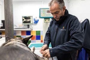 ensanche-fotos-veterinarios3.jpg