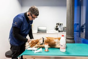 ensanche-fotos-veterinarios6.jpg