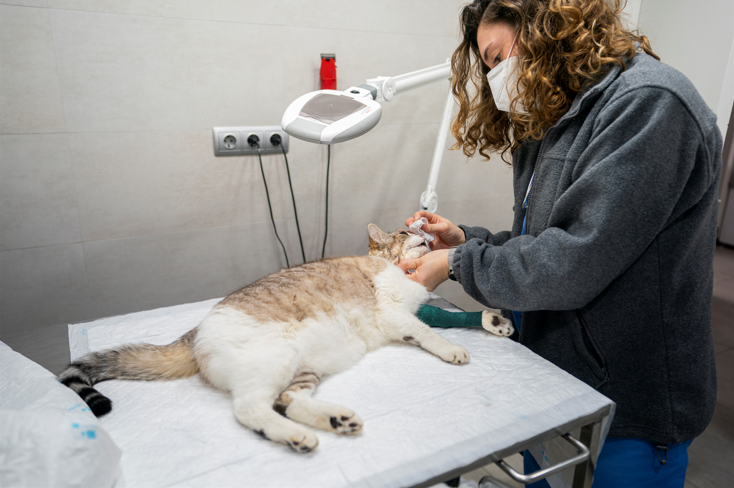 Medicina Felina en Puerto de Sagunto, Valencia 0