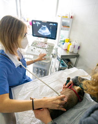 Oncología Veterinaria en Puerto de Sagunto, Valencia 0