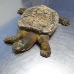 alimentacion correcta de las tortugas