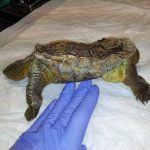 importancia de la alimentacion de las tortugas