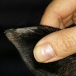 vasculitis oreja perro