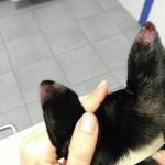 vasculitis en orejas perro