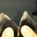 vasculitis en orejas perro