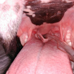 enfermedad paladar en perros