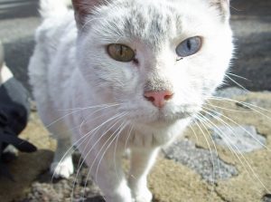 gato con leucemia