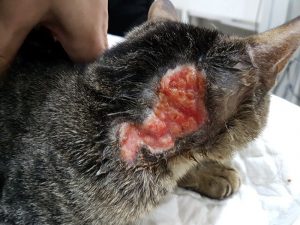 granuloma en gatos enfermedad