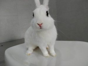conejo enfermedad veterinarios