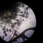 Sarna superficial en el conejo Clínica Veterinaria Especies Veterinarios