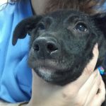 sarna en perros cachorros