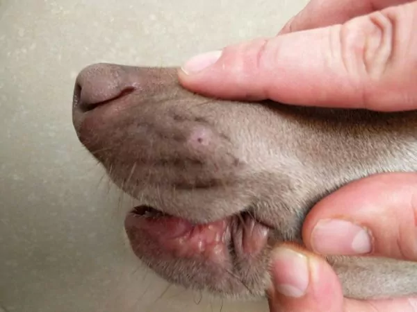 urticaria en perros