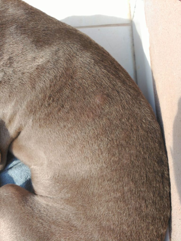 La urticaria en perros - Clínica Veterinaria Especies Veterinarios