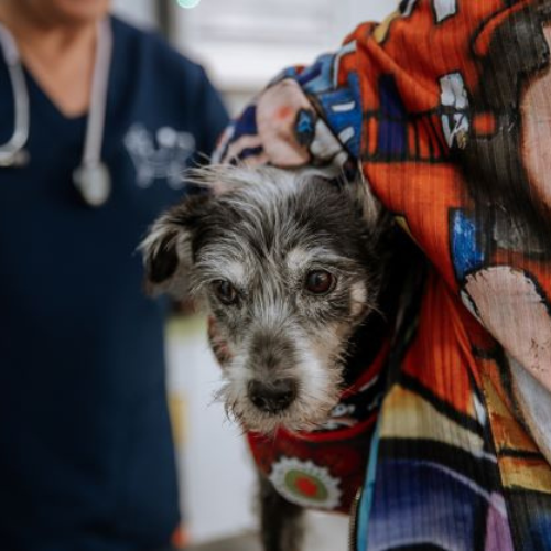 dermatologia veterinaria en gandia clinica gat i gos veterinarios en gandia valencia