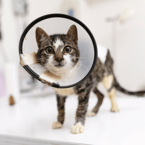 centro veterinario especializado en gatos