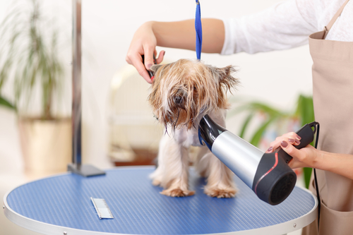 Grooming Hospital Veterinario Las Tablas
