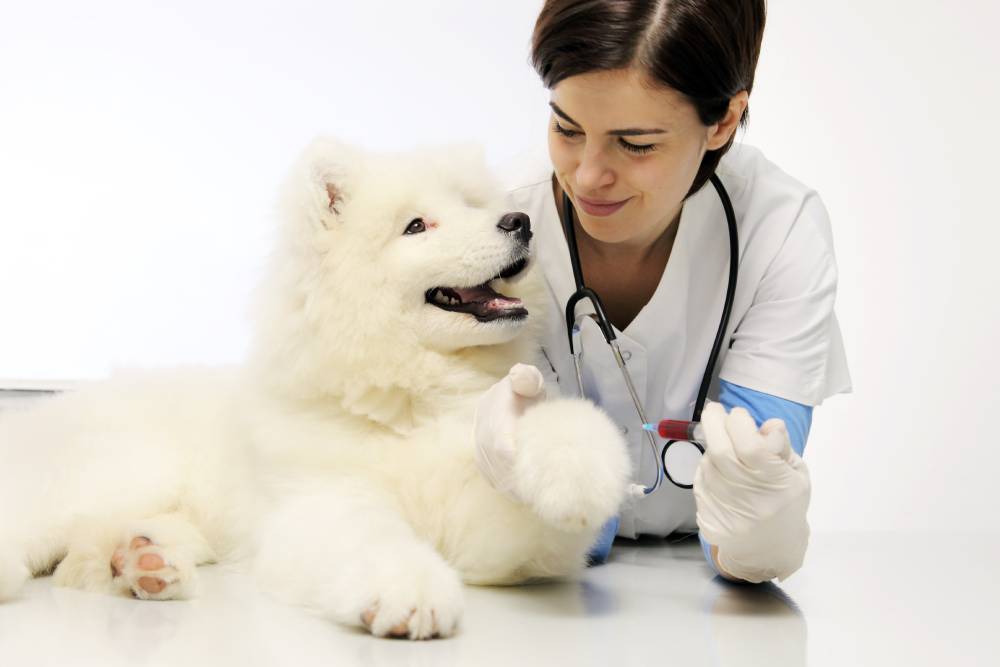 Ветеринар экзамены. Собака улыбается у ветеринара.