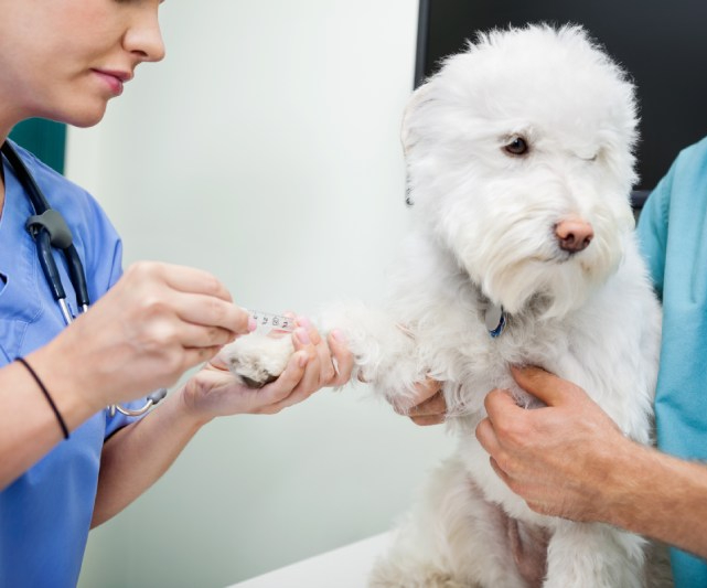 24 hr pet sales care