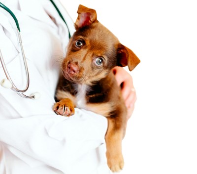 Clínica Veterinaria en Almería, Andalucía 0