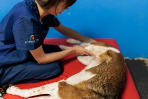 fisiomasvet_rehabilitacion-animal-bilbao-1.jpg