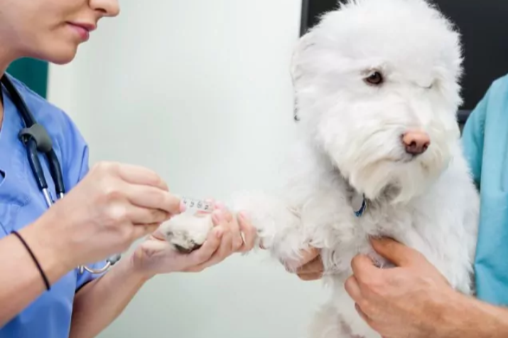 urgencias veterinarias 24h zaragoza