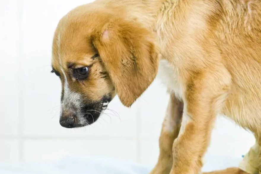 urgencias veterinarias zaragoza