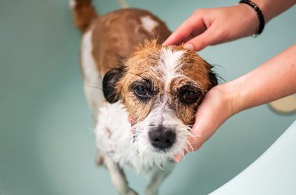 Hands with small mongrel dog in the bathtub