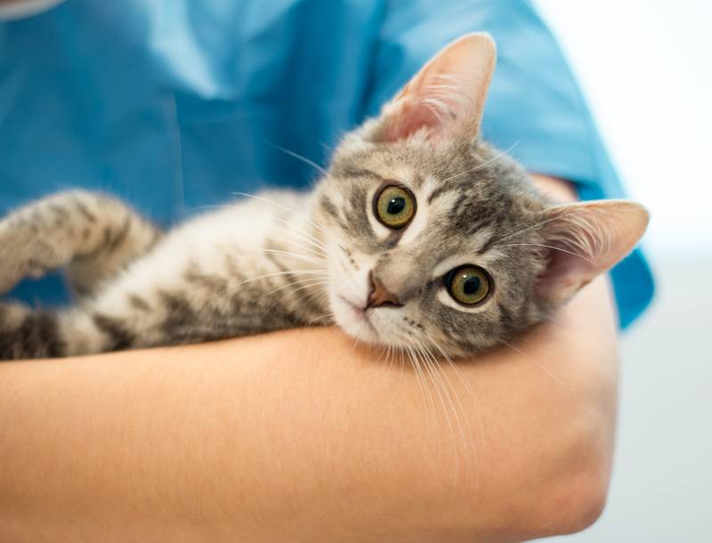 Anesthesia and Pain Management 1
