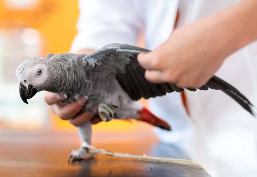 Exotic Pet Care - Unavets Group Exotic Pet Care - Unavets Group