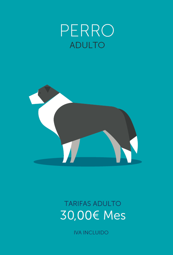 Plan de salud perro 1